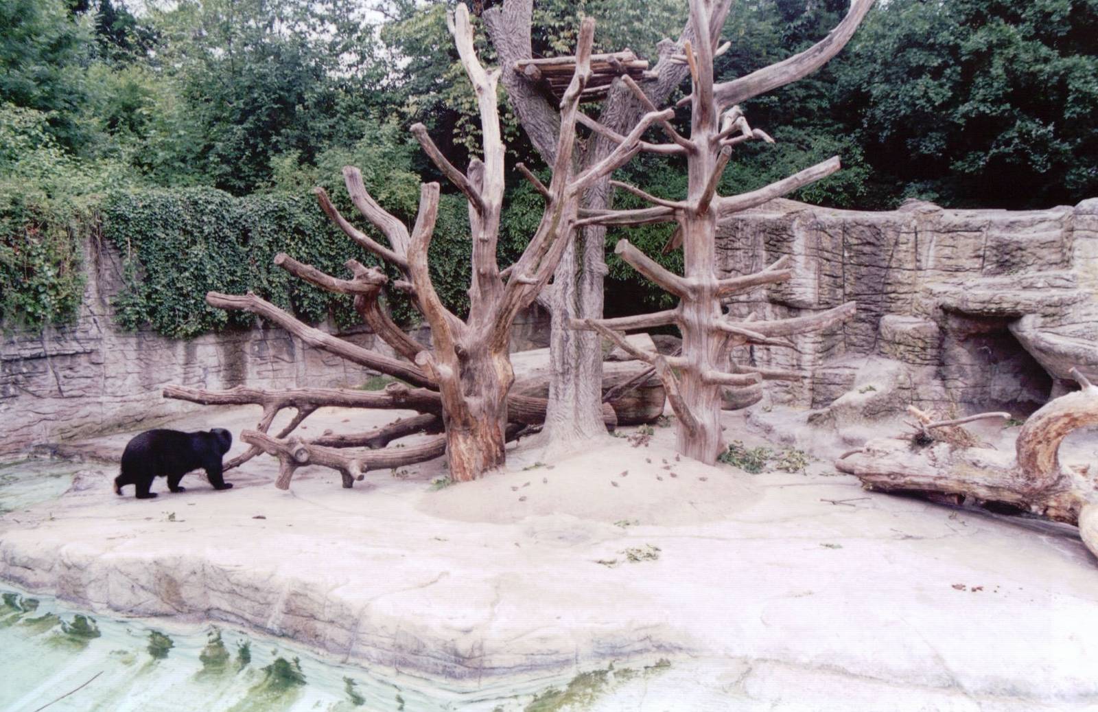 Basel Zoo 1999 - Spectacled Bear exhibit