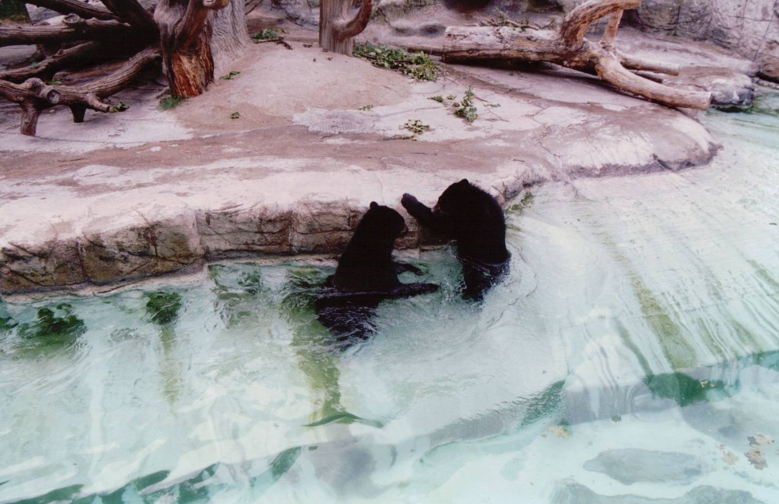 Basel Zoo 1999 - Spectacled Bears