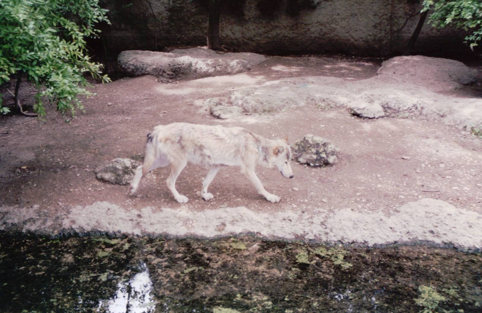 Basel Zoo 1999 - Wolf