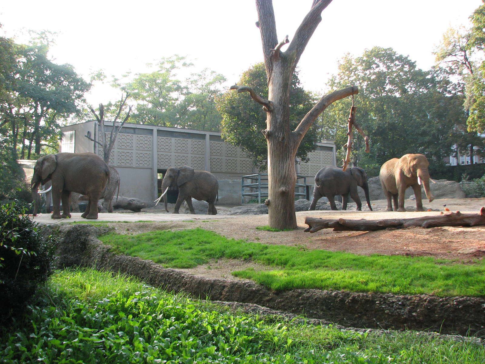 Basel Zoo 2006 - African Elephant exhibit