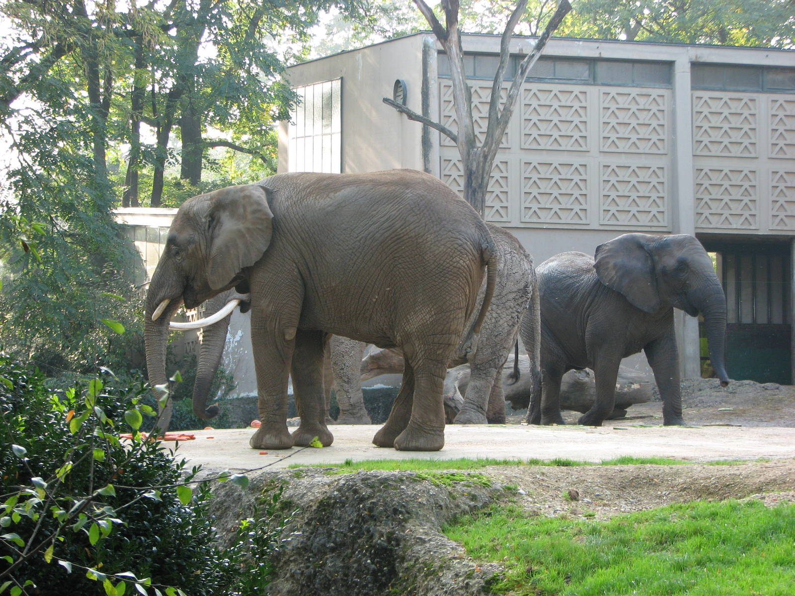 Basel Zoo 2006 - African Elephants