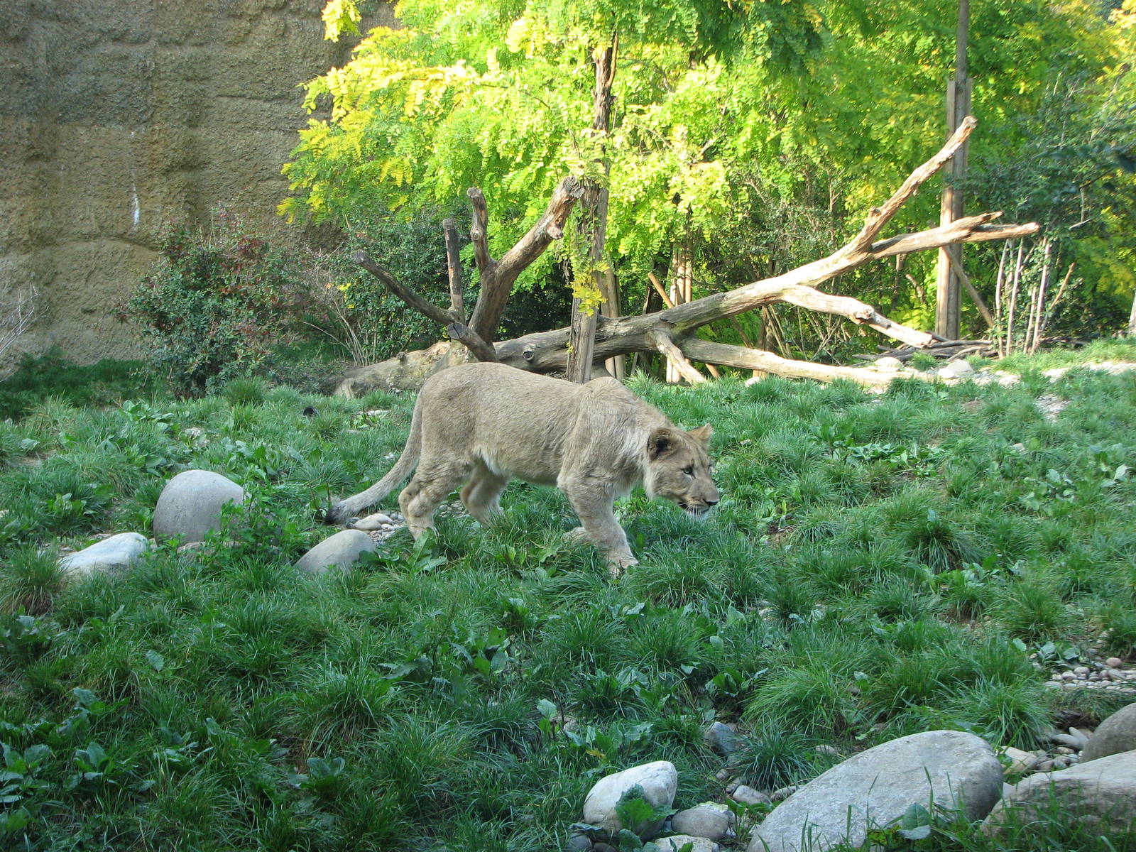 Basel Zoo 2006 - African Lion