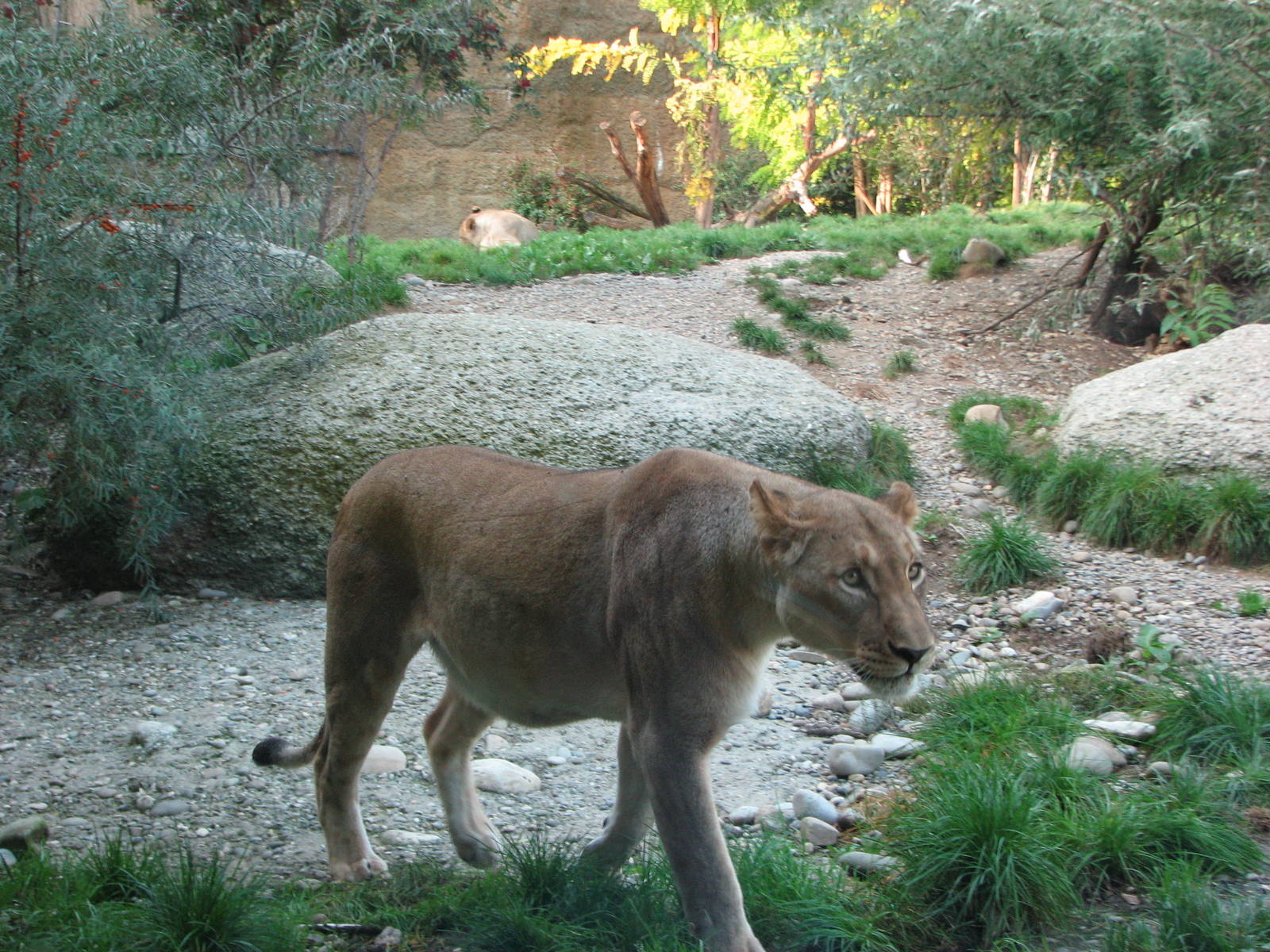 Basel Zoo 2006 - African Lioness