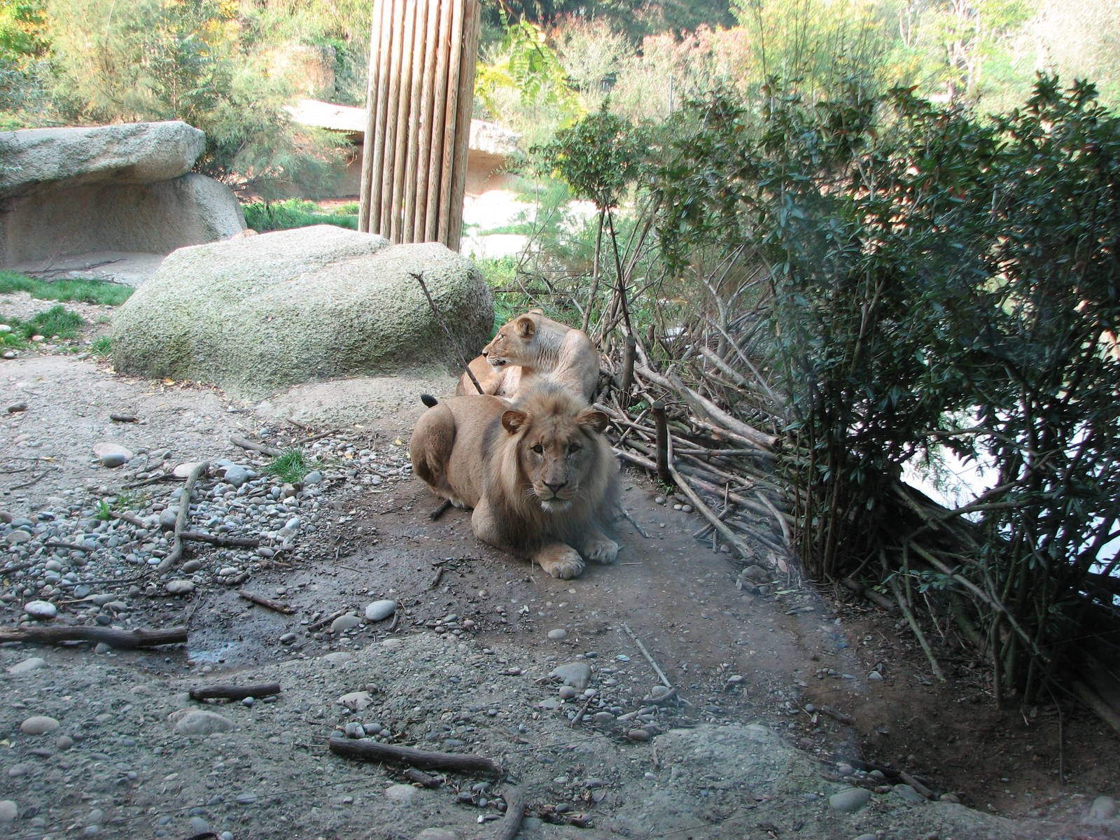 Basel Zoo 2006 - African Lions