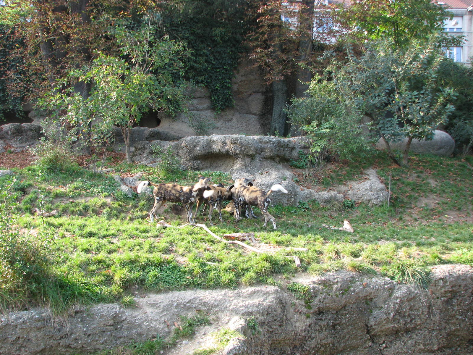 Basel Zoo 2006 - African Wild Dog exhibit