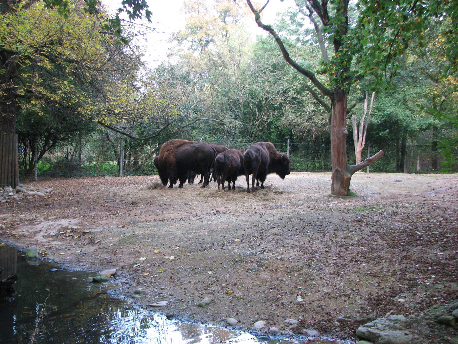 Basel Zoo 2006 - American Bison enclosure