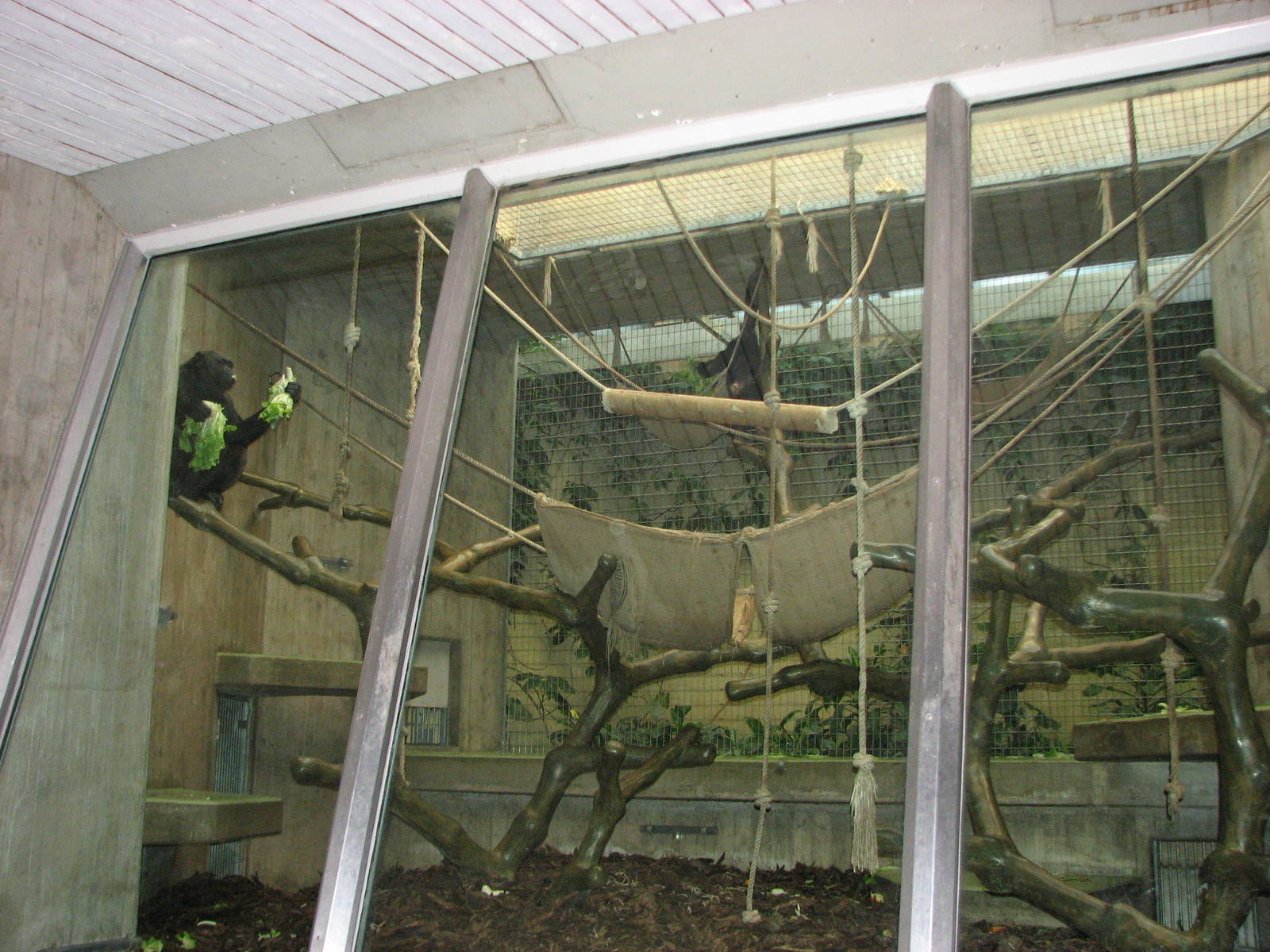 Basel Zoo 2006 - Chimpanzee exhibit inside the Ape House