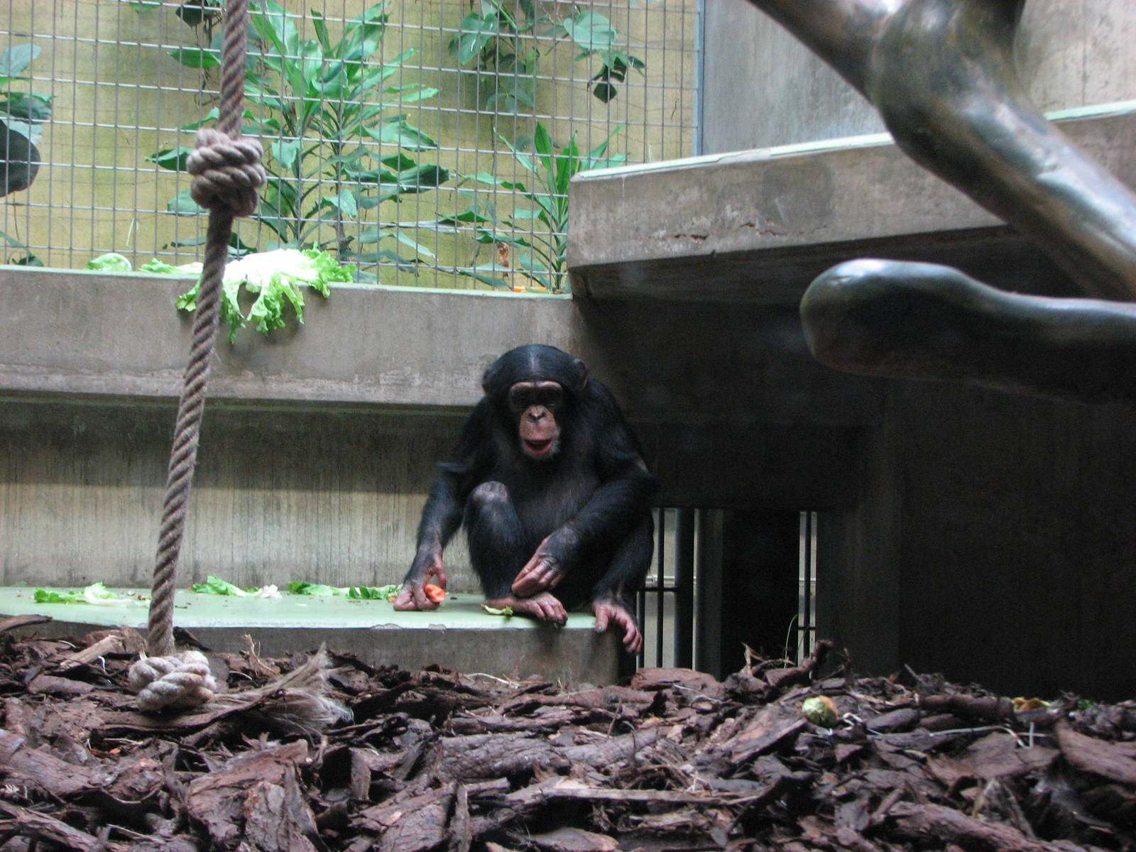 Basel Zoo 2006 - Chimpanzee inside the Ape House
