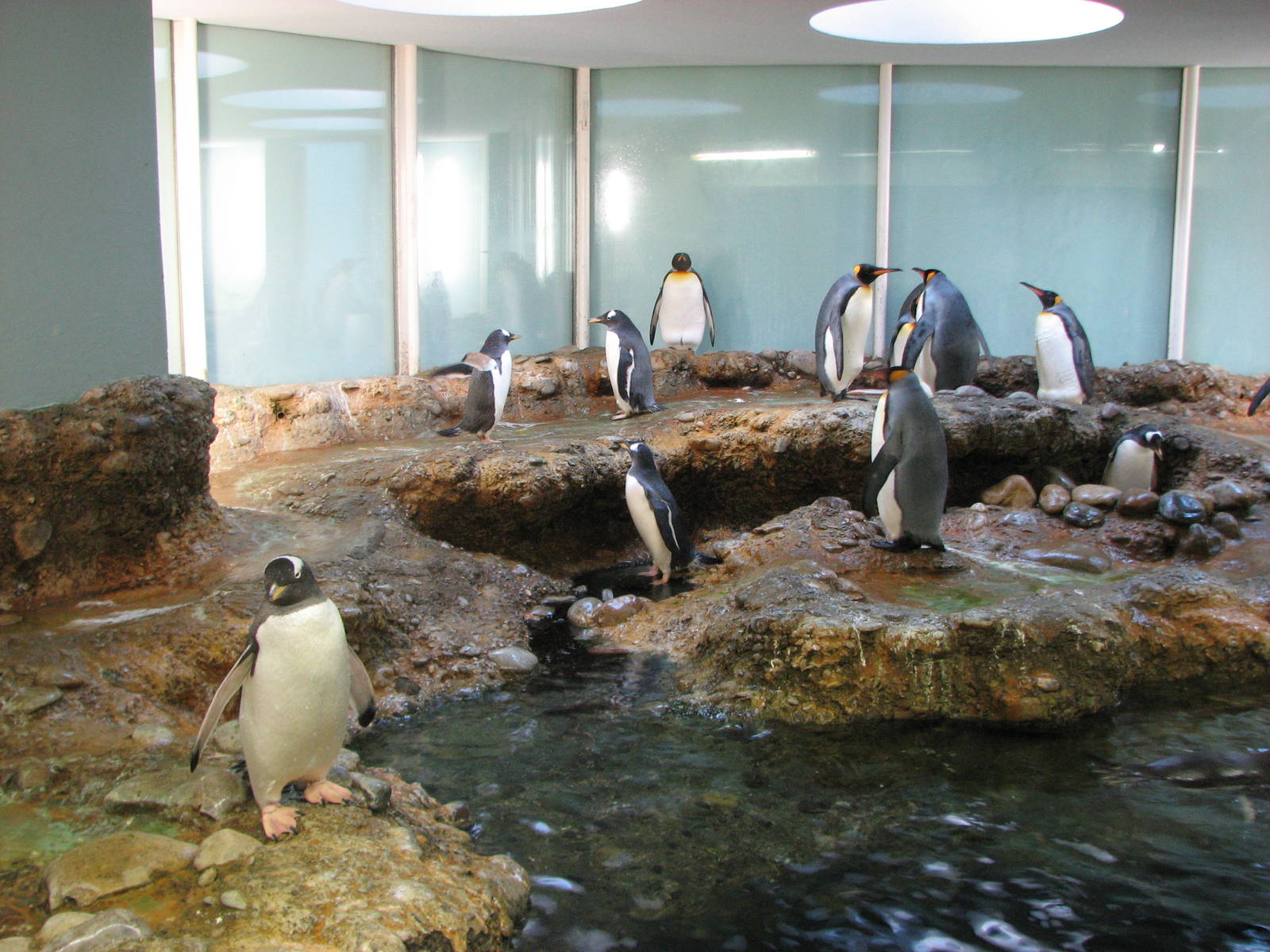 Basel Zoo 2006 - Gentoo and King Penguins in the Vivarium