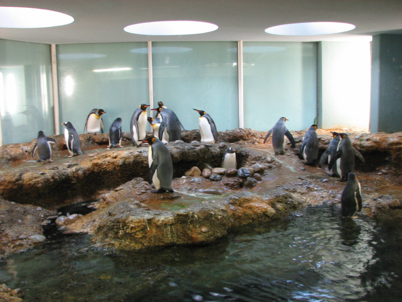 Basel Zoo 2006 - Gentoo and King Penguins in the Vivarium