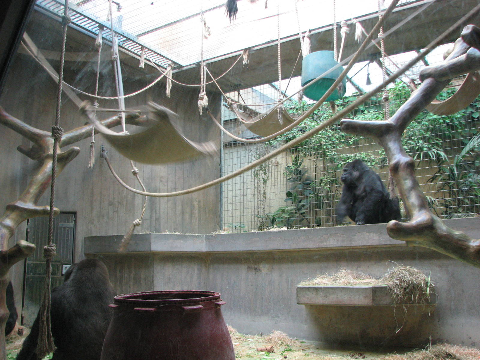 Basel Zoo 2006 - Gorilla exhibit inside the Ape House