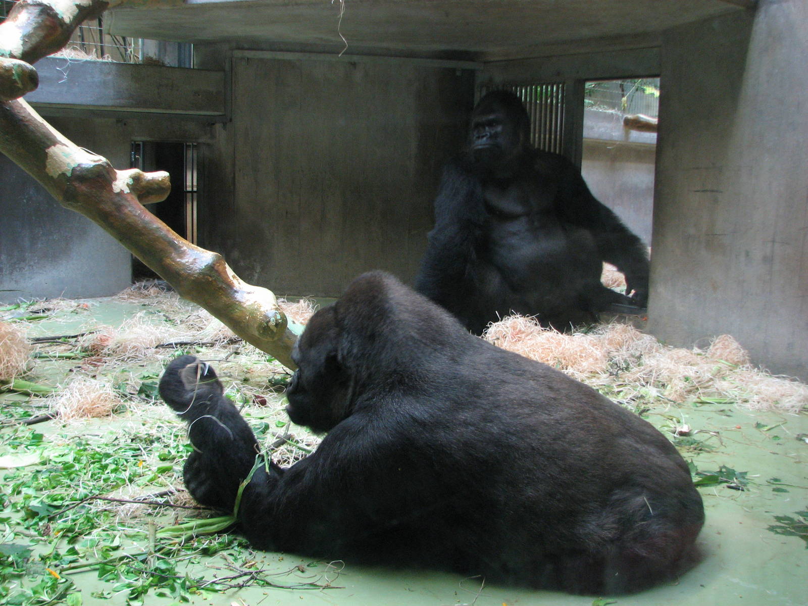 Basel Zoo 2006 - Gorillas inside the Ape House