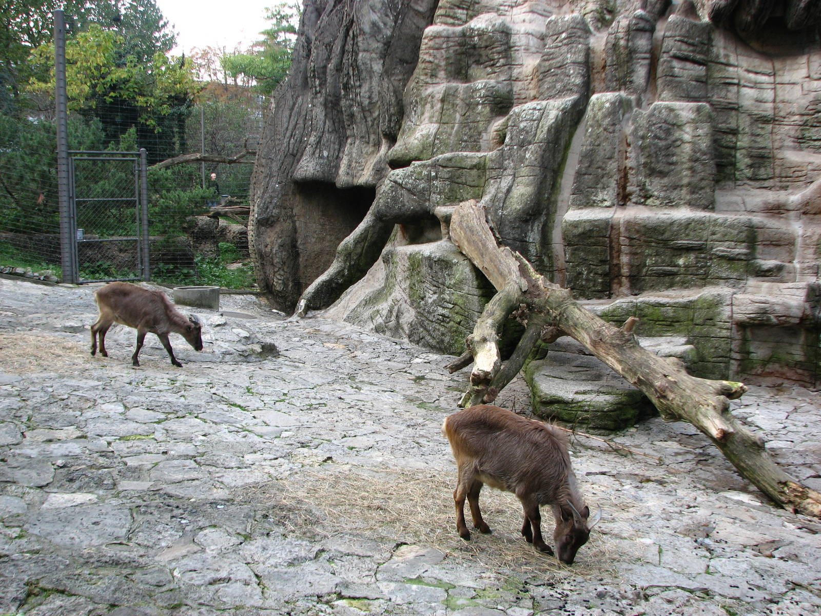 Basel Zoo 2006 - Himalayan Tahr exhibit and Snow Leopard exhibit in the bac