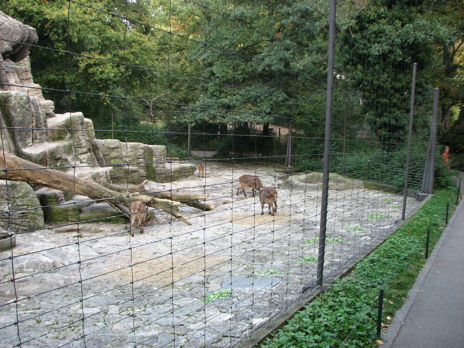 Basel Zoo 2006 - Himalayan Tahr exhibit perimeter