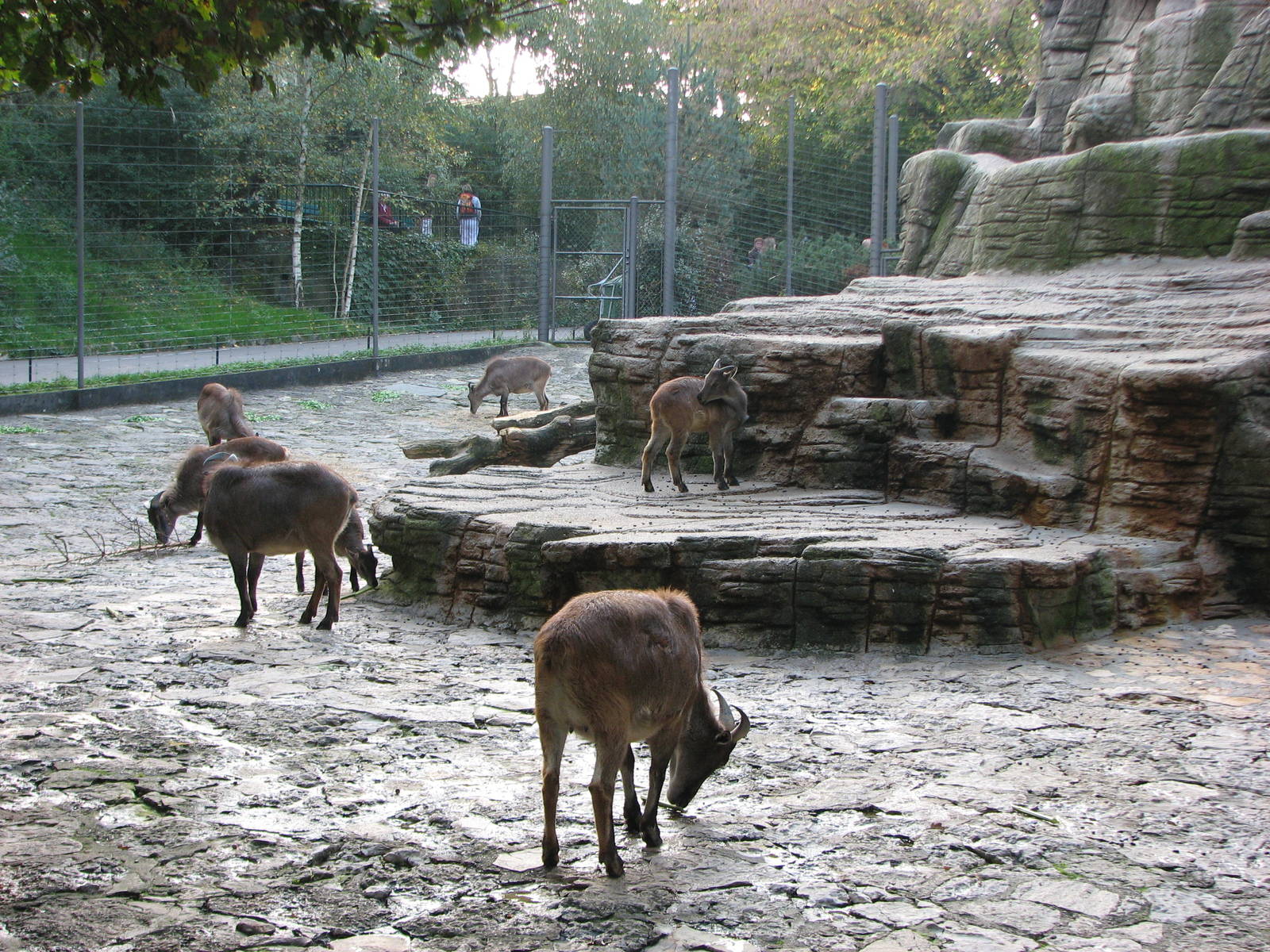 Basel Zoo 2006 - Himalayan Tahr exhibit