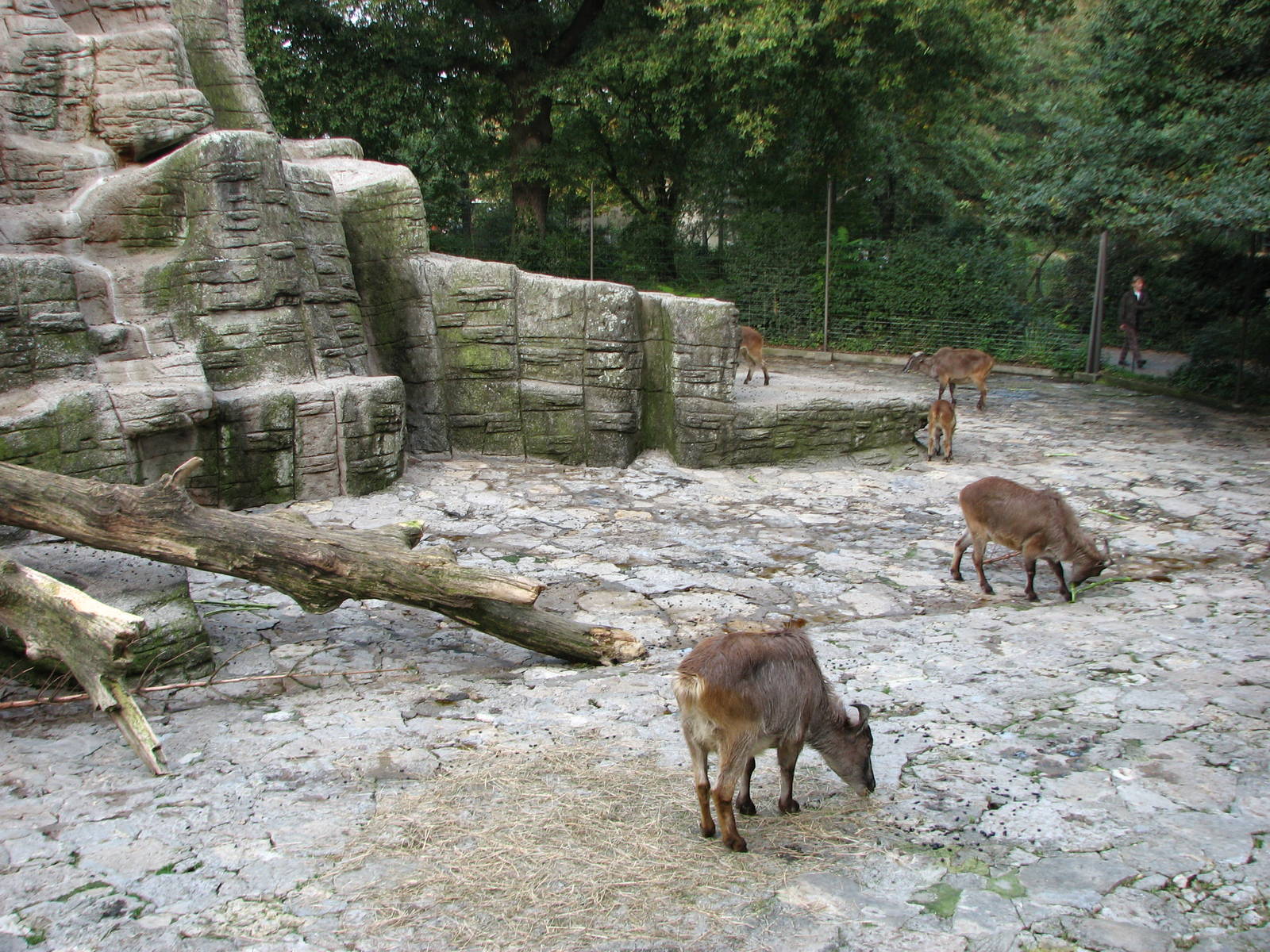 Basel Zoo 2006 - Himalayan Tahr exhibit