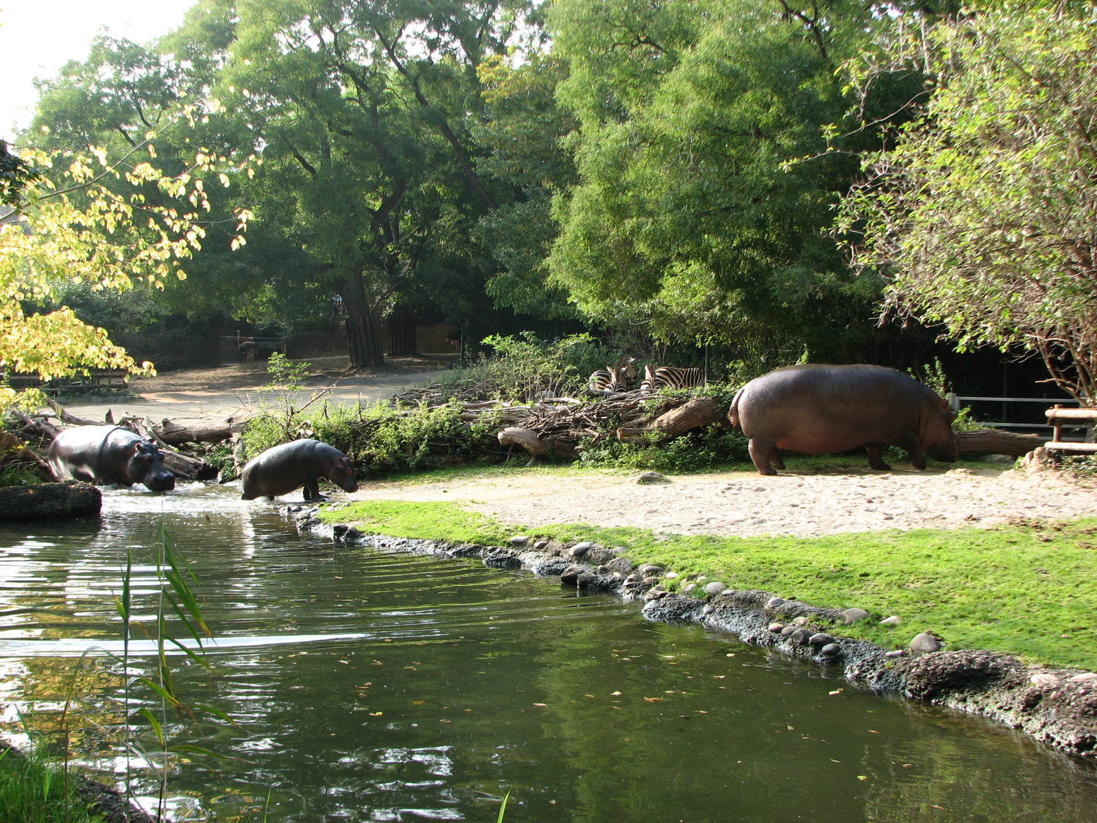 Basel Zoo 2006 - Hippopotamus family and Zebras in the background