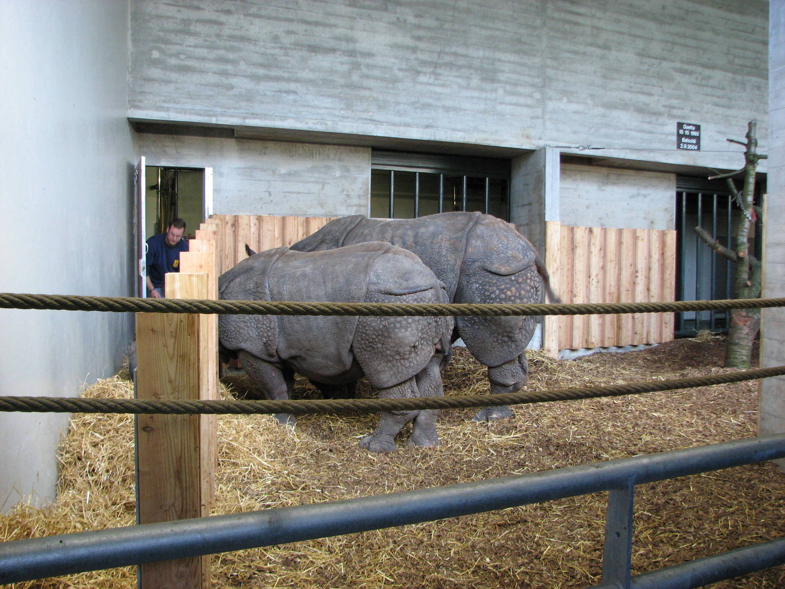 Basel Zoo 2006 - Indian Rhinoceros in the indoor stables