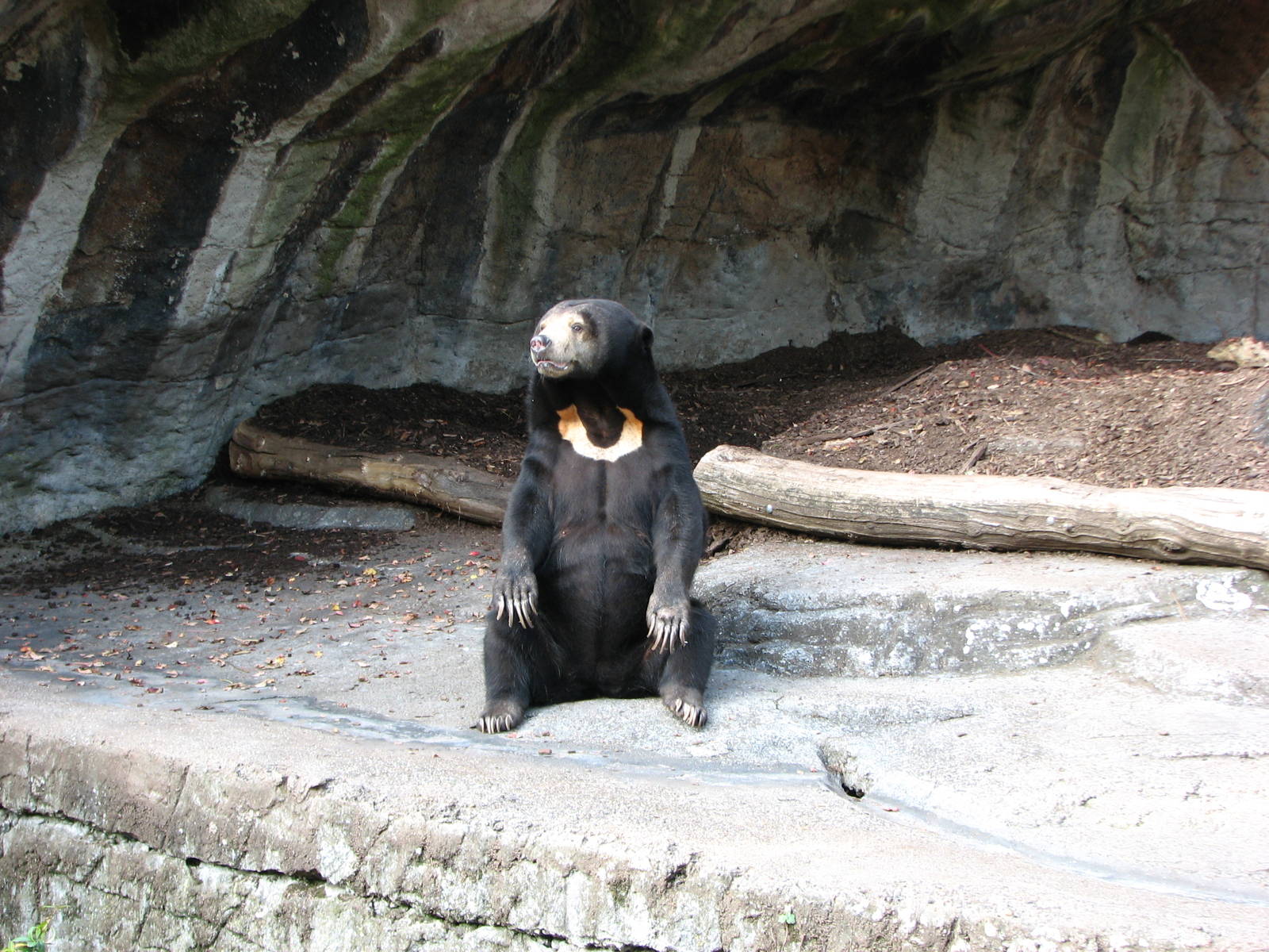 Basel Zoo 2006 - Malayan Sun Bear