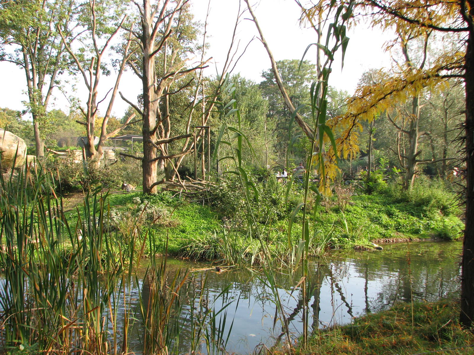 Basel Zoo 2006 - Monkey Island