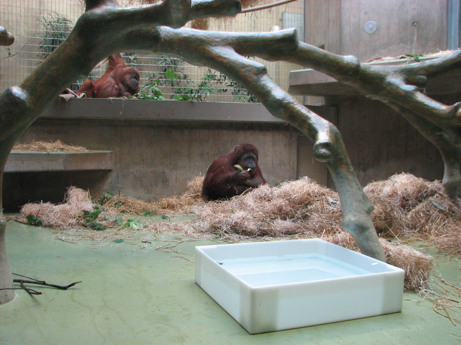 Basel Zoo 2006 - Orangutan exhibit inside the Ape House