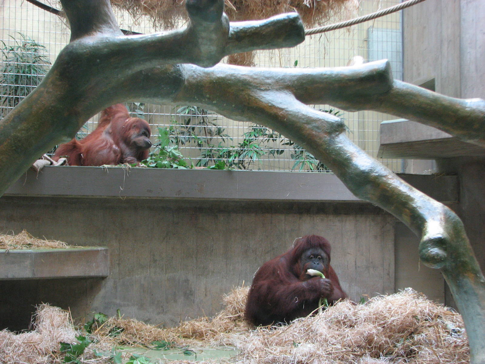 Basel Zoo 2006 - Orangutan exhibit inside the Ape House