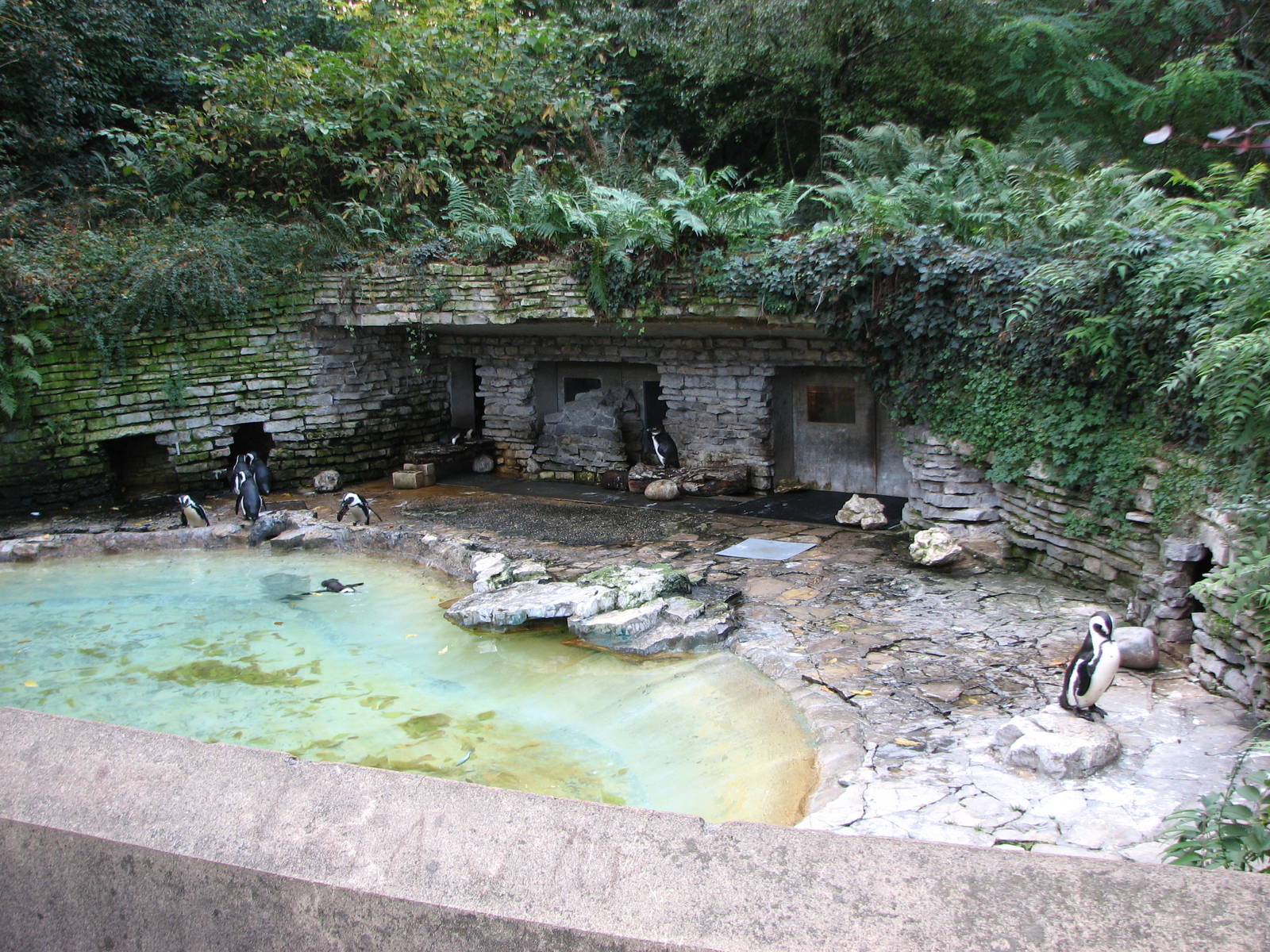 Basel Zoo 2006 - Penguin exhibit