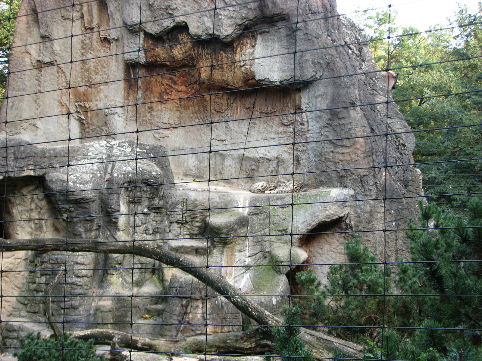 Basel Zoo 2006 - Snow Leopard