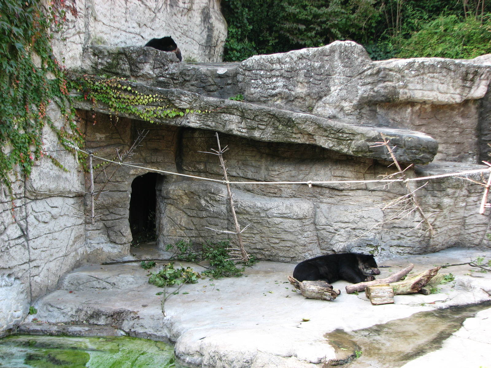 Basel Zoo 2006 - Spectacled Bear