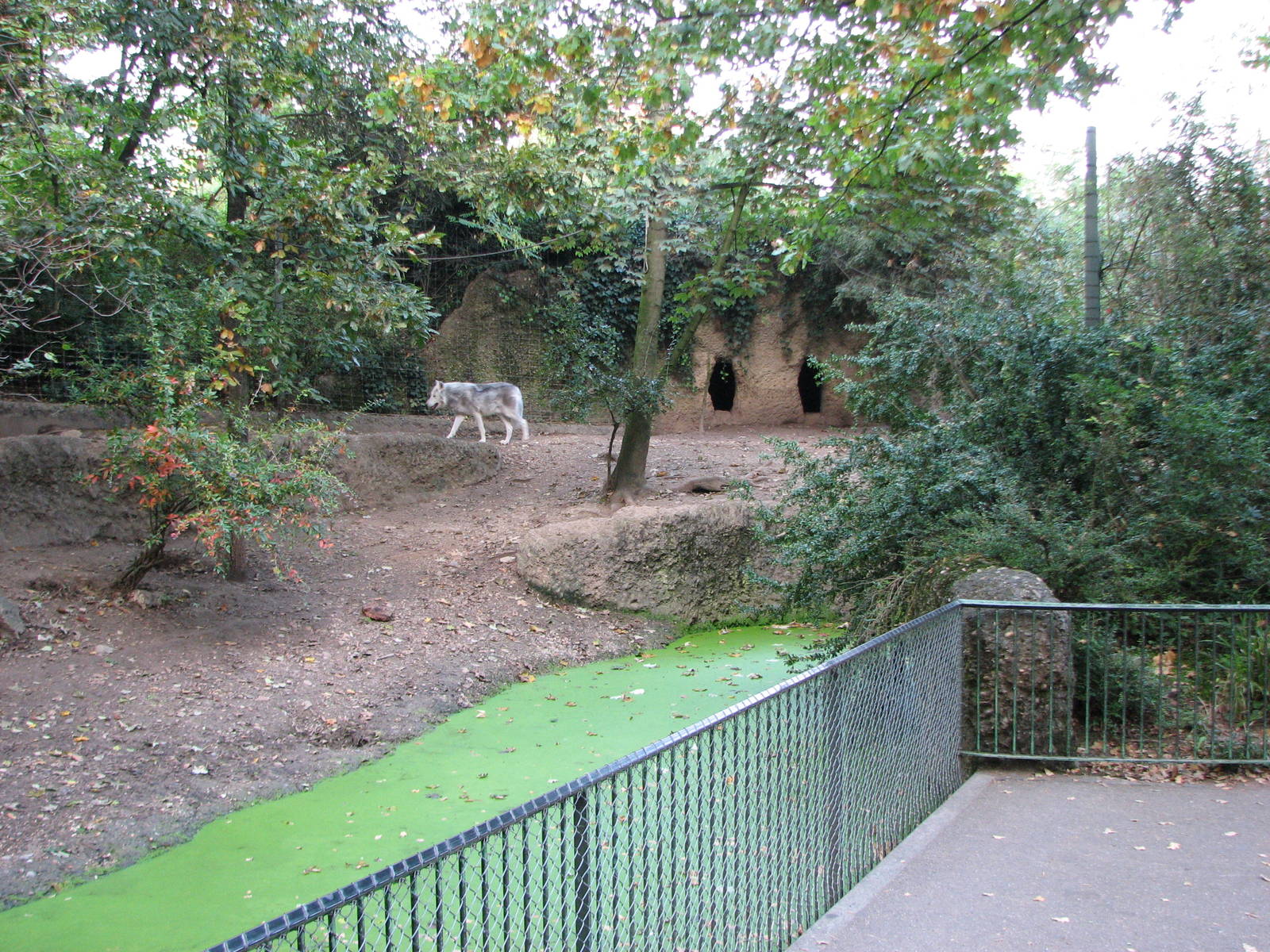 Basel Zoo 2006 - Wolf exhibit