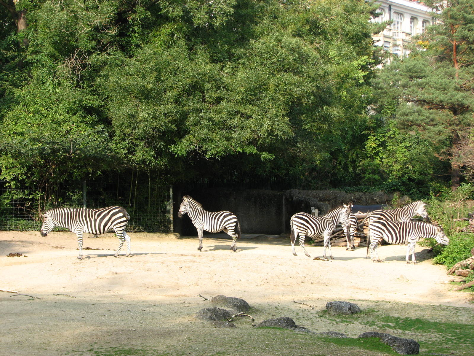 Basel Zoo 2006 - Zebra exhibit