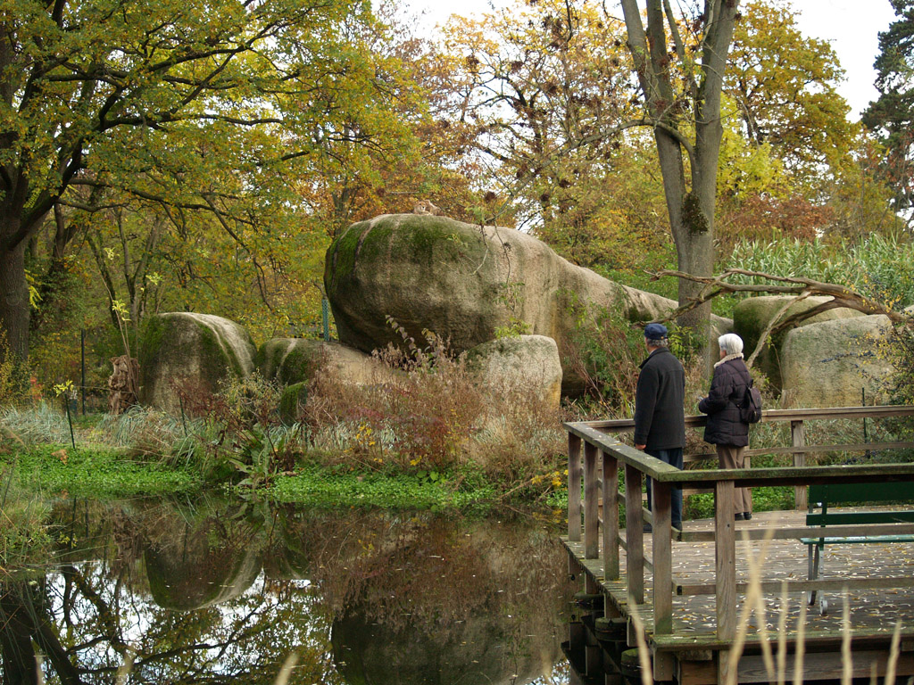 Basel Zoo -  Cheetahs (Etosha)