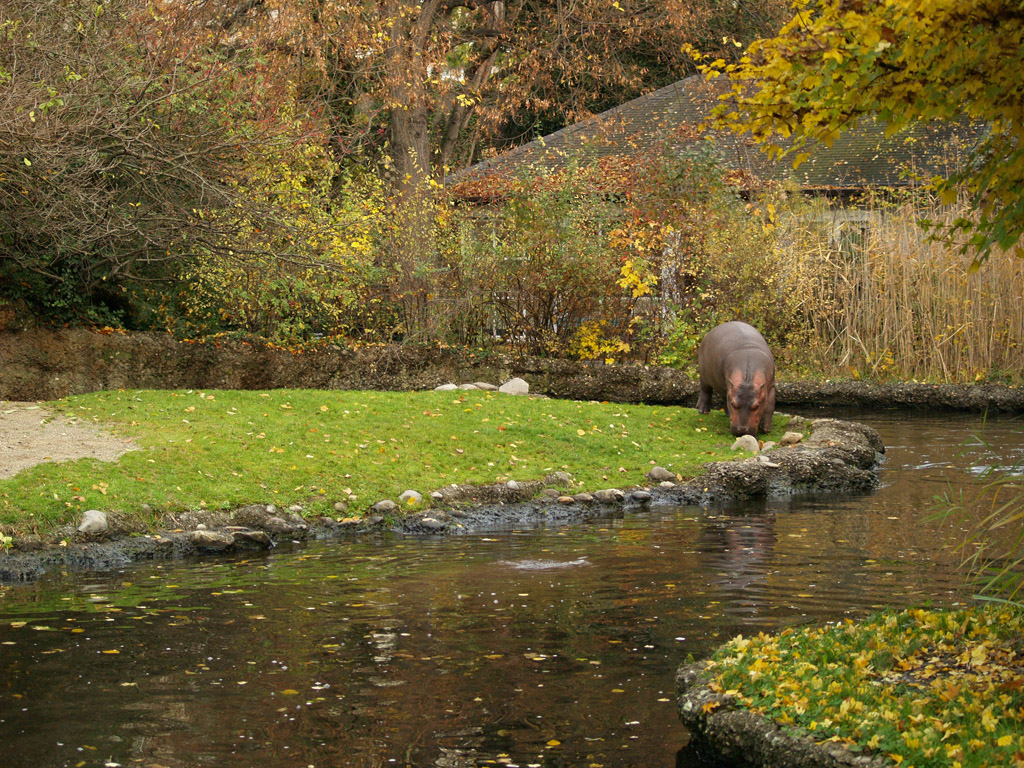Basel Zoo -  Hippos