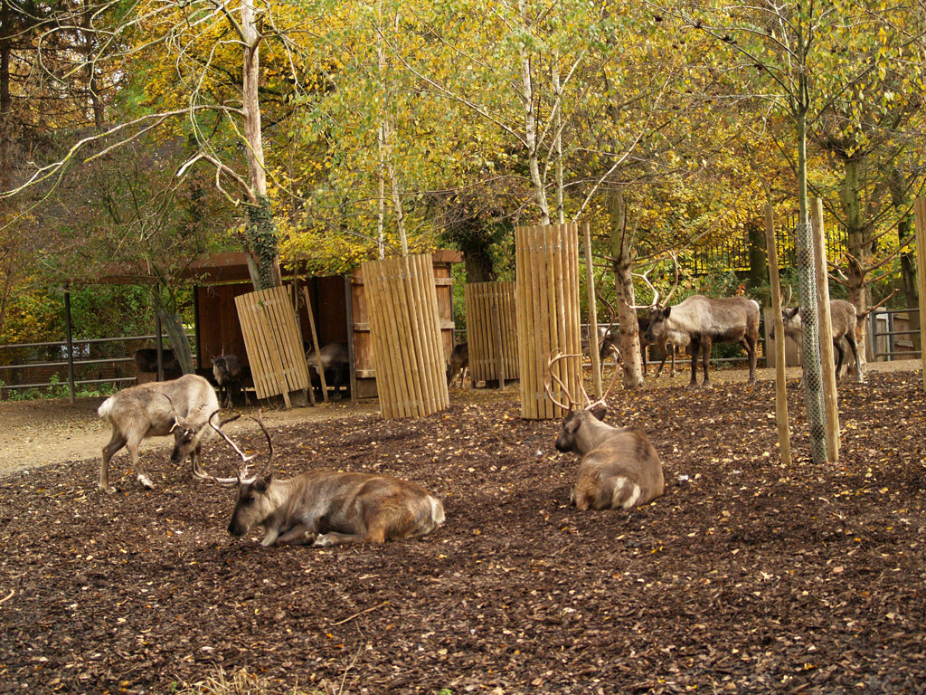 Basel Zoo - Reindeers