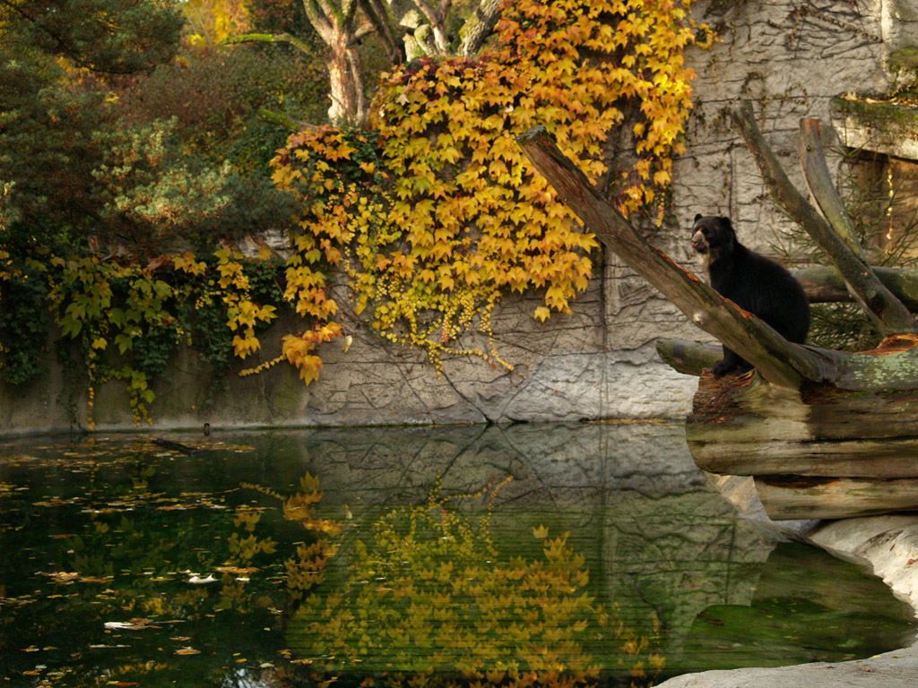 Basel Zoo - Spectacled bears