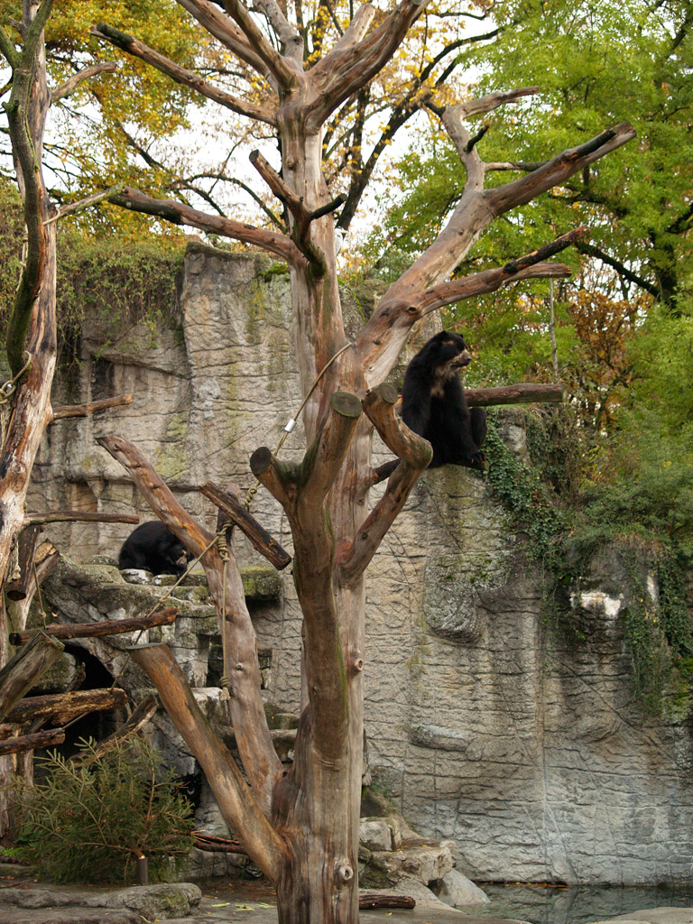 Basel Zoo - Spectacled bears