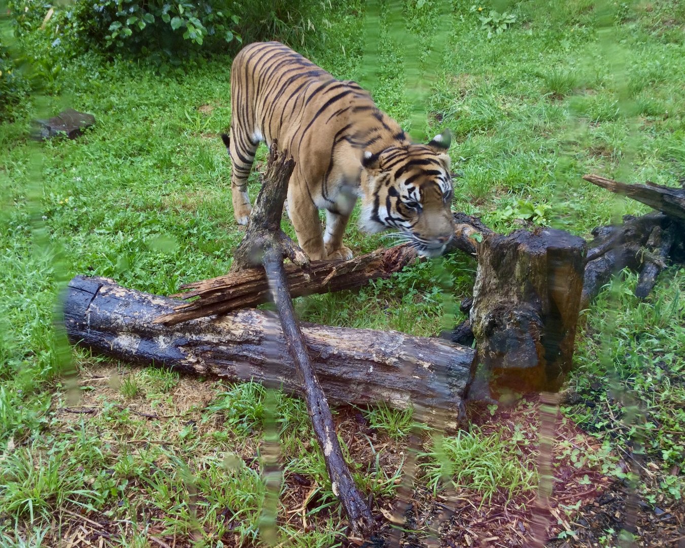 Bashi - Sumatran tiger (scent enrichment)