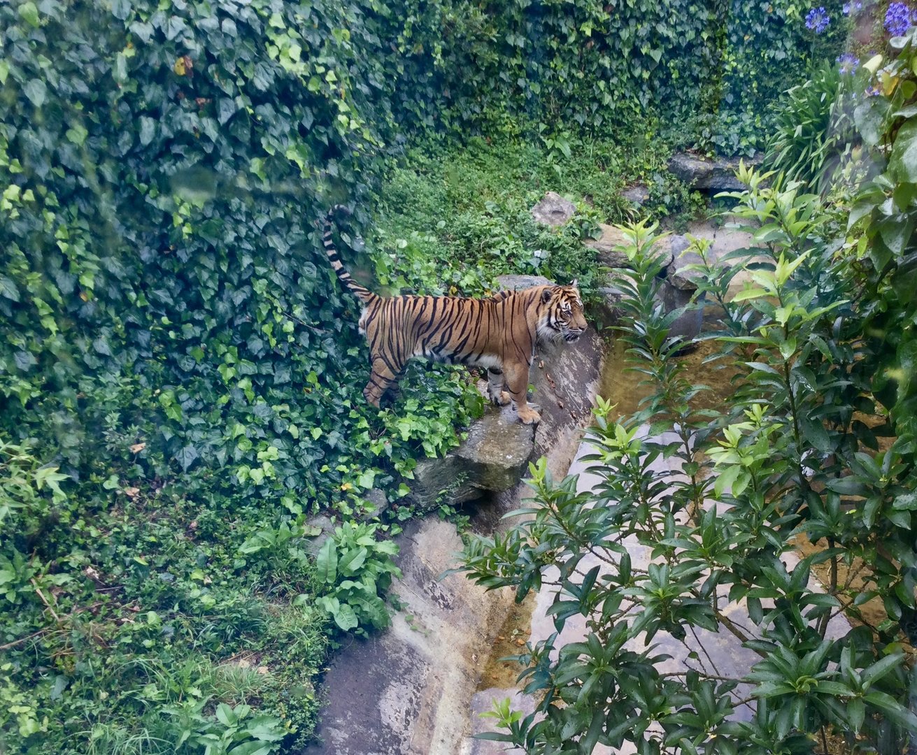 Bashi - Sumatran tiger (scent marking)