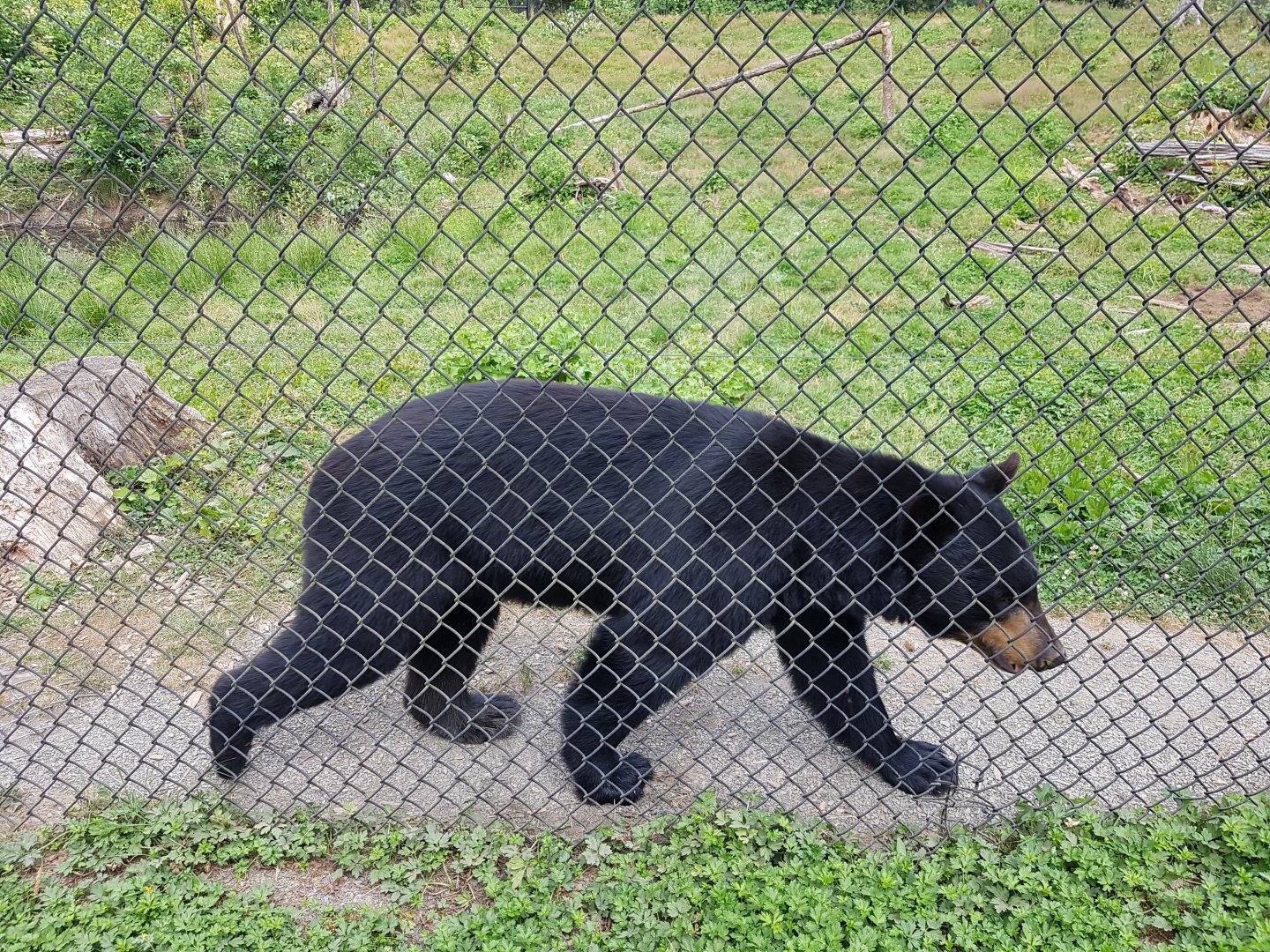Basil - American Black Bear