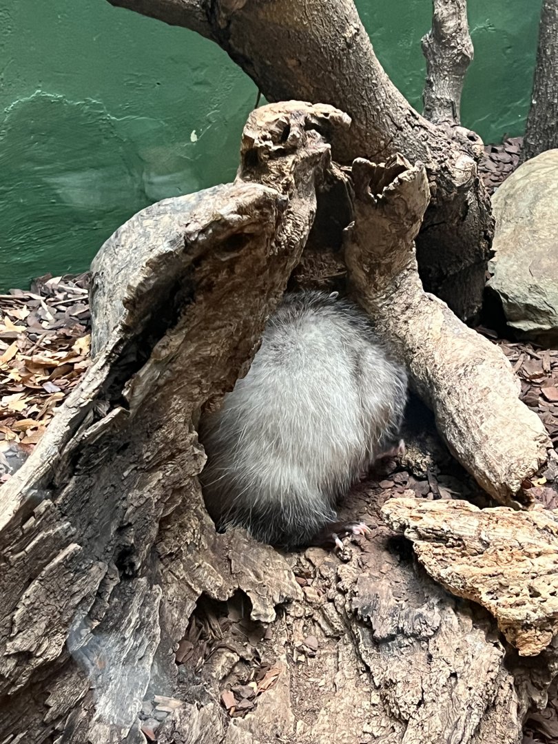 Basil the male Virginia opossum