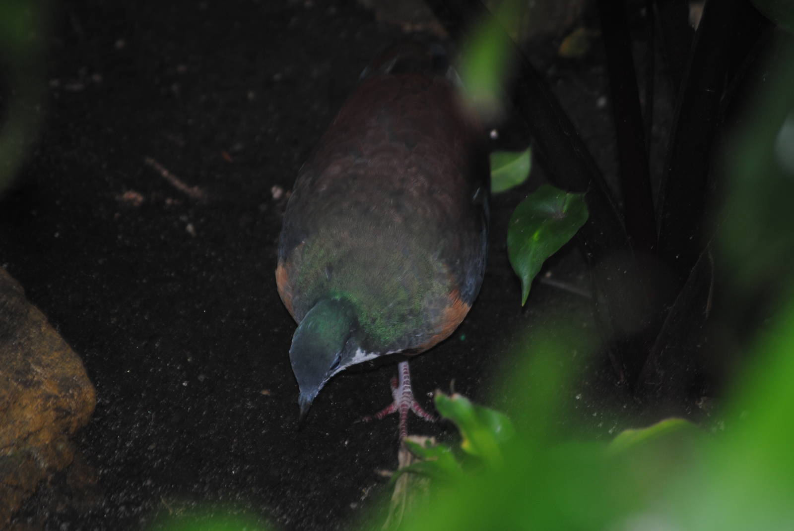 Basilan Bleeding-Heart Pigeon