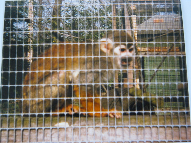 Basildon Zoo (Closed) April 1989.