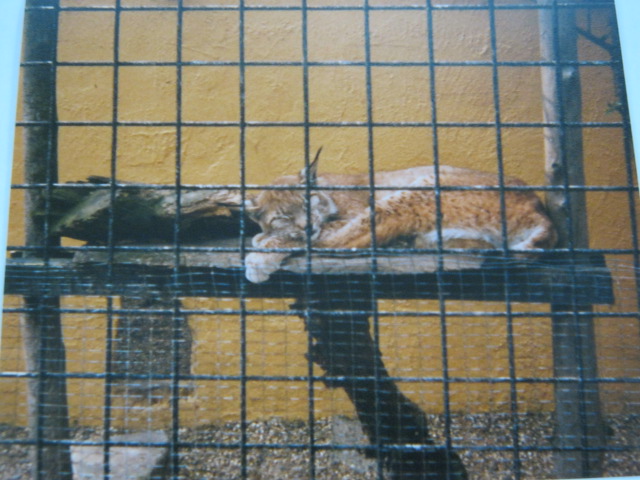 Basildon Zoo (closed). European Lynx April 1989.