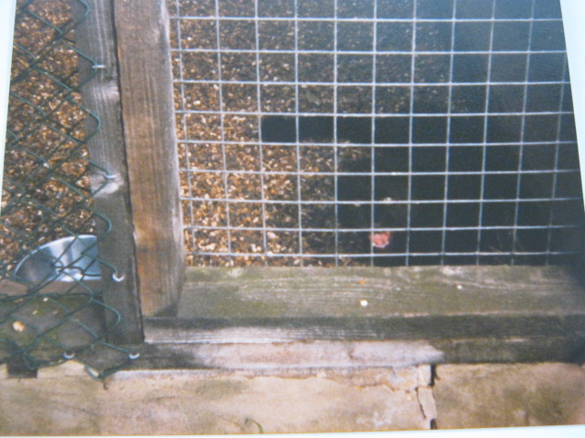 Basildon Zoo (closed). Melanistic Leopard cub.
