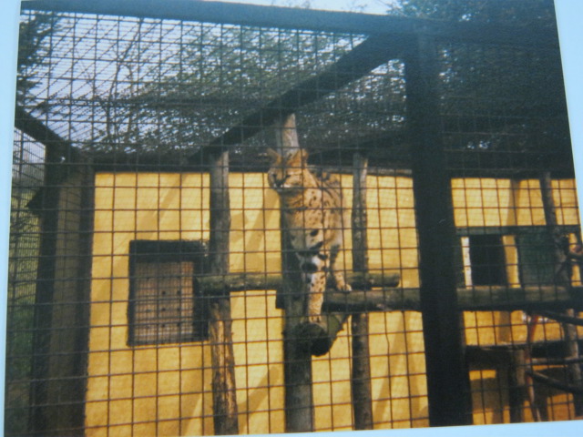 Basildon Zoo (closed). Serval April 1989.