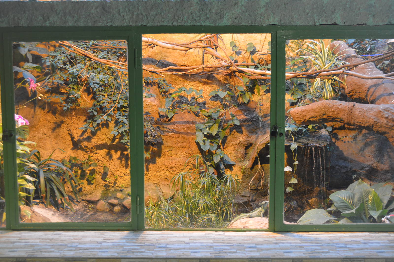 Basiliscus plumifrons terrarium