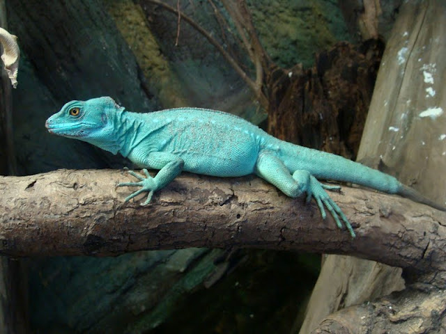 Basiliscus plumifrons