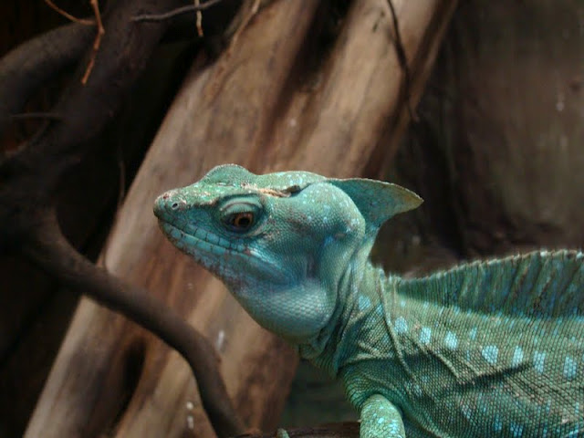 Basiliscus plumifrons