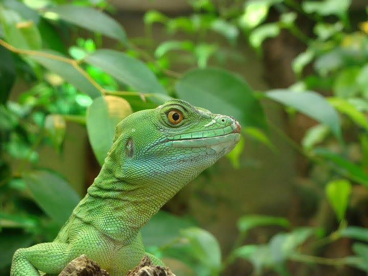 Basiliscus plumifrons