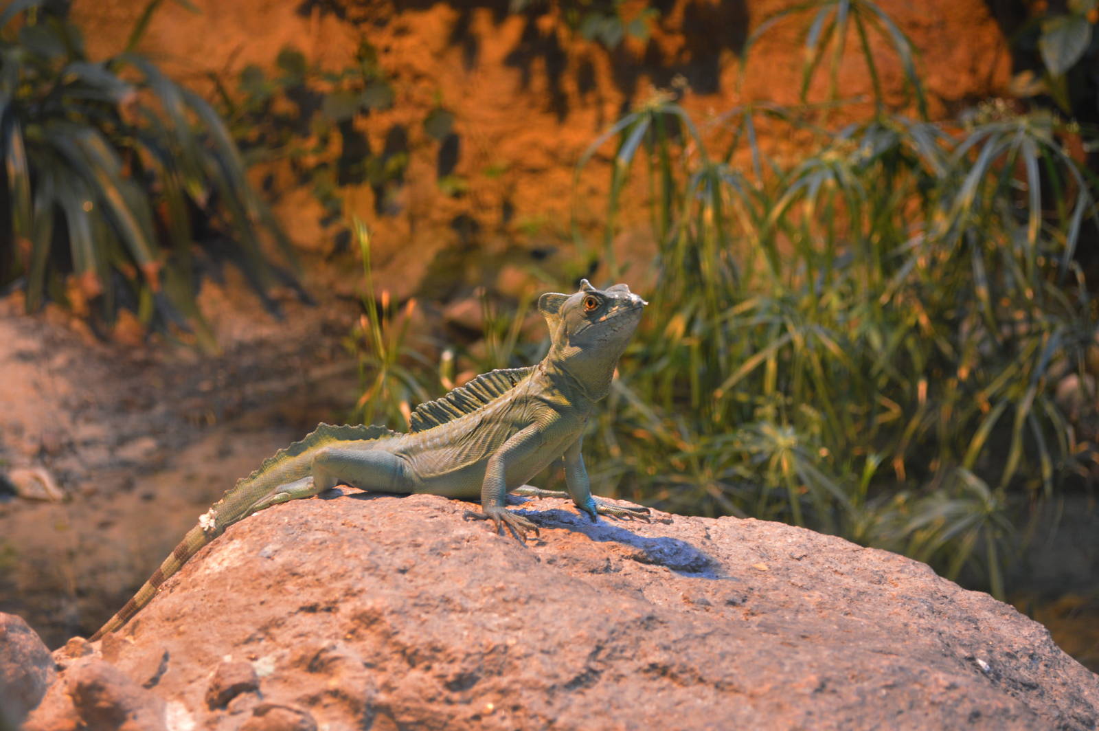 Basiliscus plumifrons